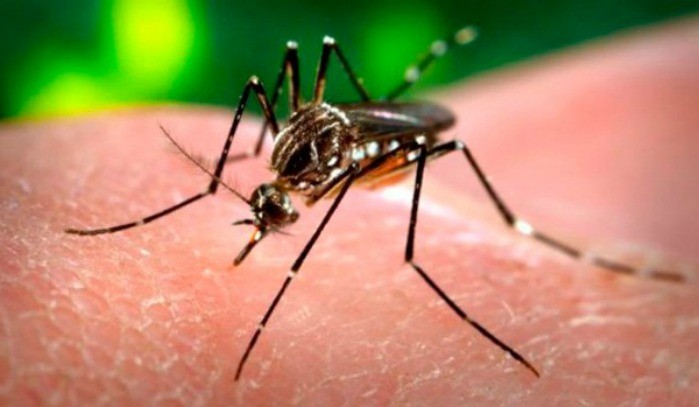 España registra primer caso de malformaciones en feto por virus de Zika