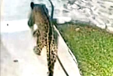 Se registra extraordinario avistamiento de jaguar en PV