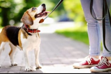 ¿Cómo limpiar y desinfectar las patitas de tu perro tras volver de la calle?