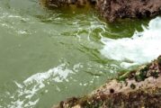 Advierten investigadores del CUCosta presencia de “marea verde”